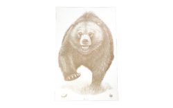 ACTION TGT AK STATE PARK BEAR 100PK